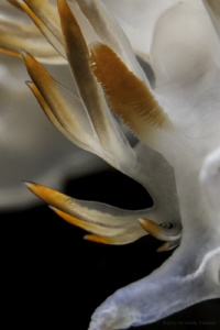 Flabellina babai with rinophore's syndactyly
Detail, no ... by Fernando Trindade 